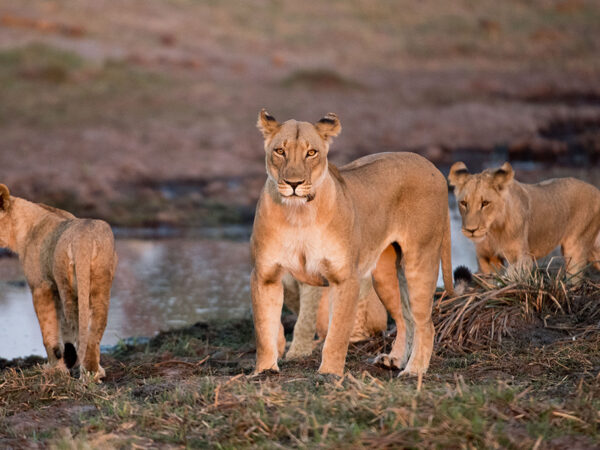 A lioness and two cubs