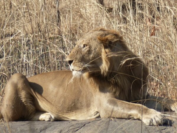 A lion in North Cameroon