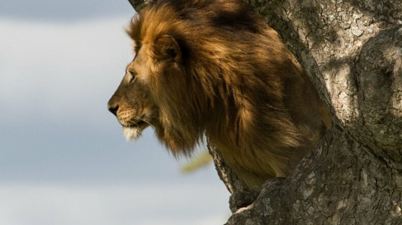 Male lion in tree