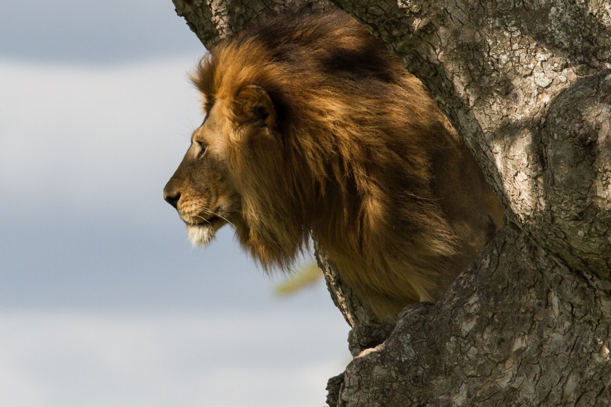 Male lion in tree