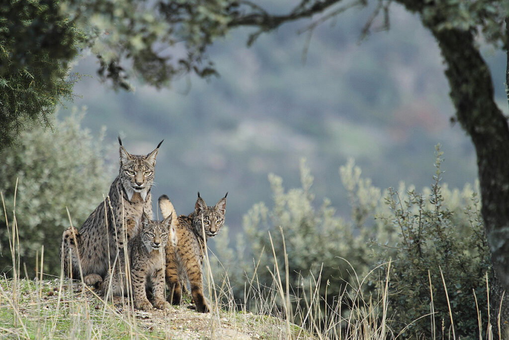 Iberian Lynx