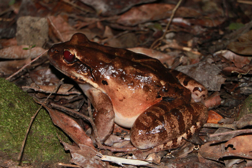 Save our hotsell species lacoste 2019