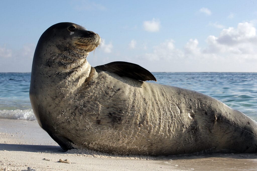 monk seal at french frigate shoals pc mark sullivan