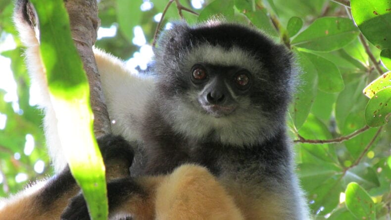 Propithecus diadema in Betampona Reserve