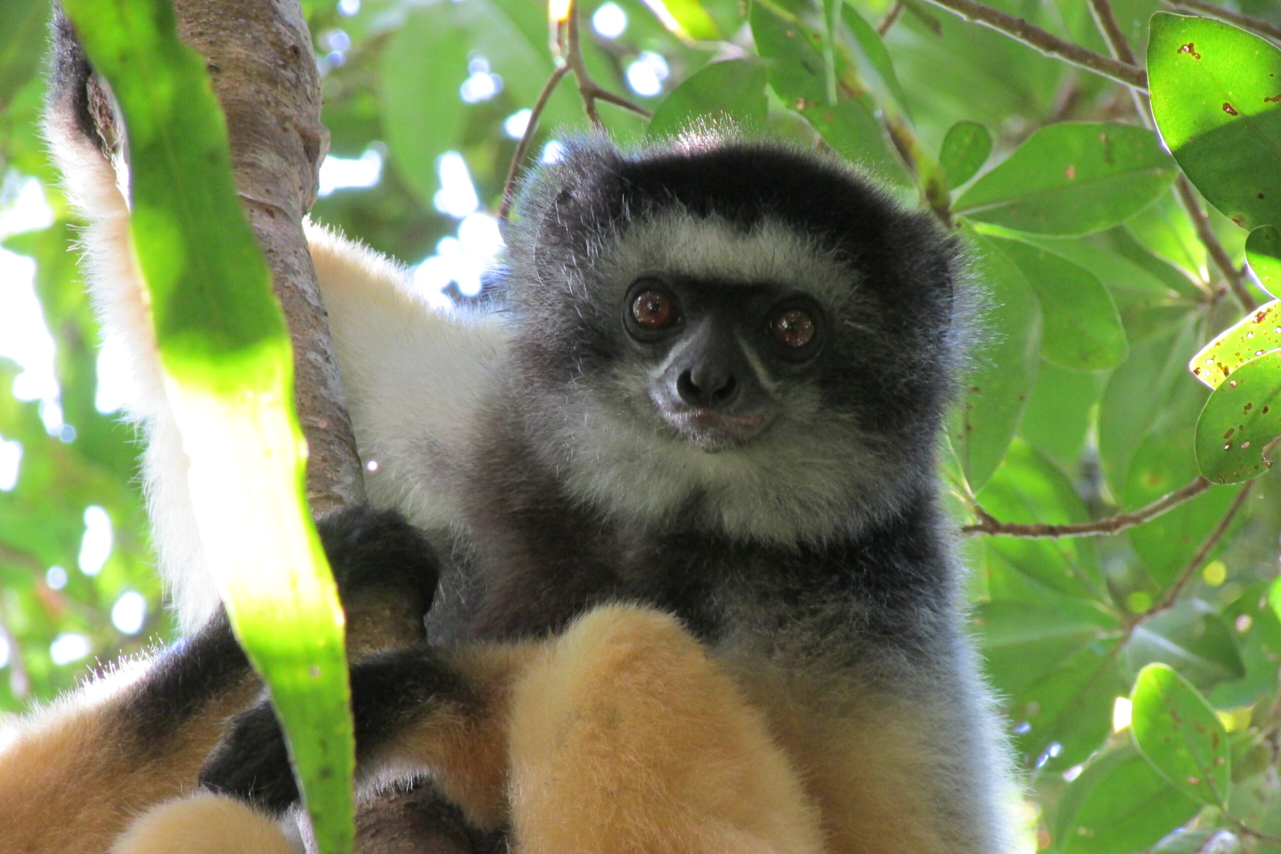 Propithecus diadema in Betampona Reserve