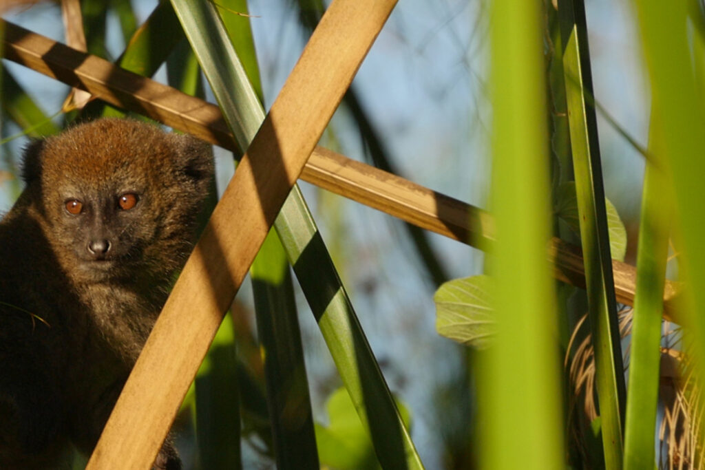 Critically Endangered Alaotran Gentle lemur (Hapalemur alaotrensis)