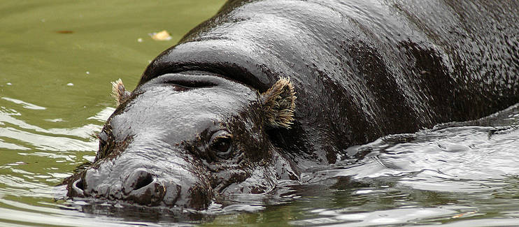 EDGE of existence: securing a future for the endangered Pygmy Hippo