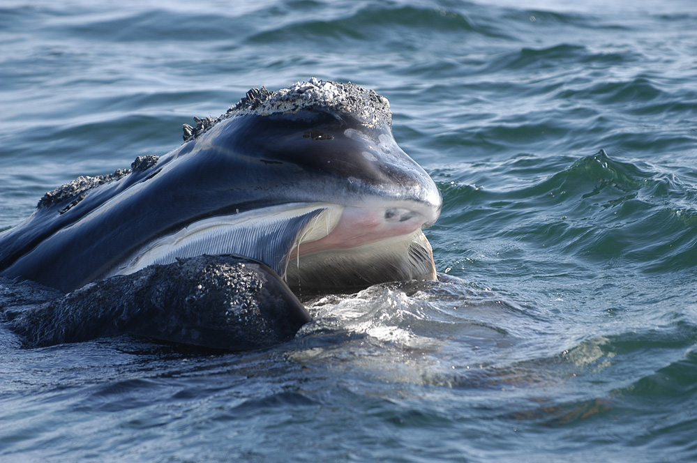 North Atlantic Right Whale