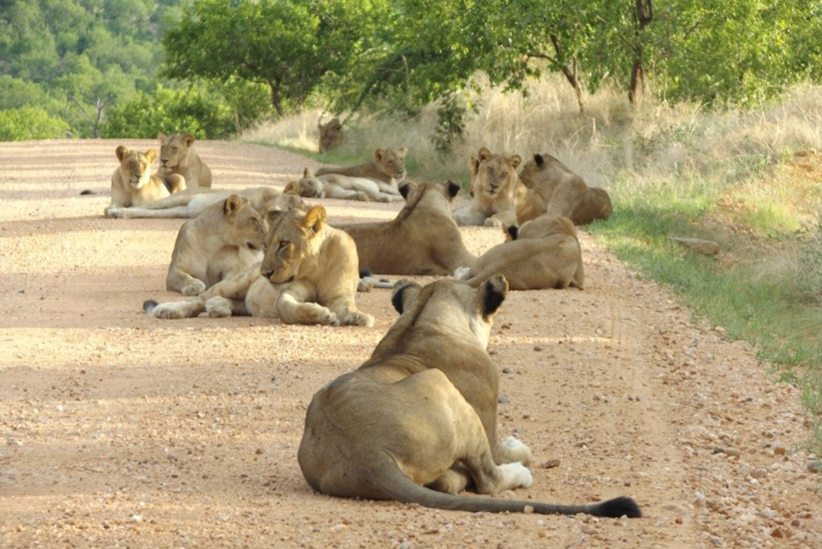 Reducing Human-Wildlife Conflict and Empowering Communities in Tanzania's Ruaha Landscape 2 Msembe lion pride