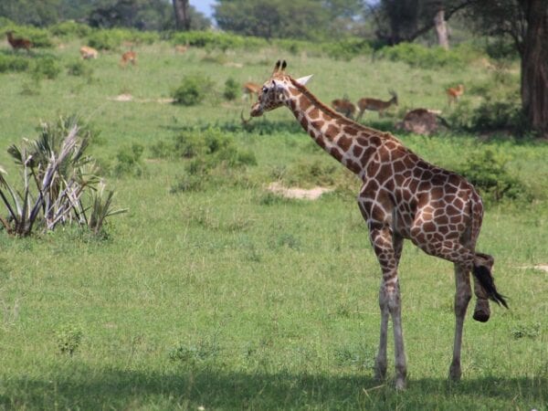 Rescued snared Giraffe