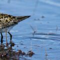 Saving the critically endangered spoon-billed sandpiper from global extinction