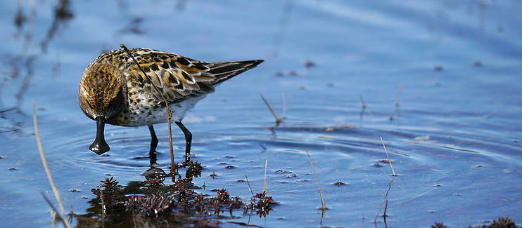 Saving the critically endangered spoon-billed sandpiper from global extinction