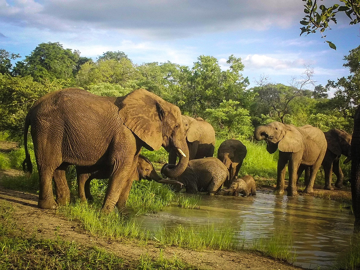 Elephants in the wild