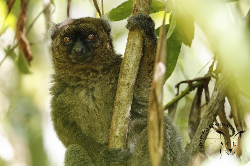 Greater Bamboo lemur (Prolemur simus)