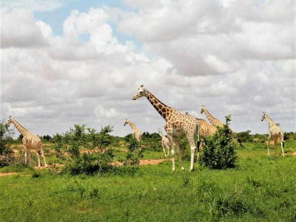 A herd of West African Giraffes