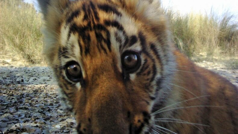 Wide-eyed tiger cub selfie