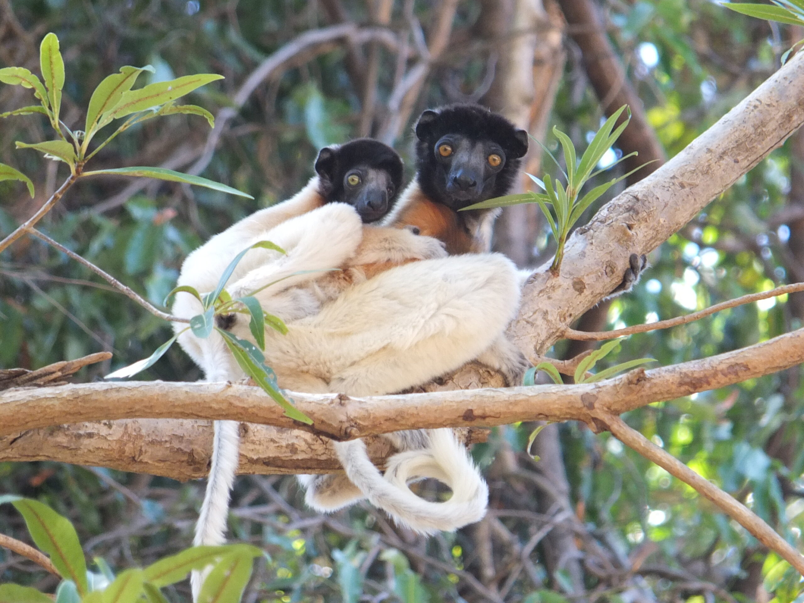 Putting species at the heart of action 8 Crowned sifaka lemur mother and baby