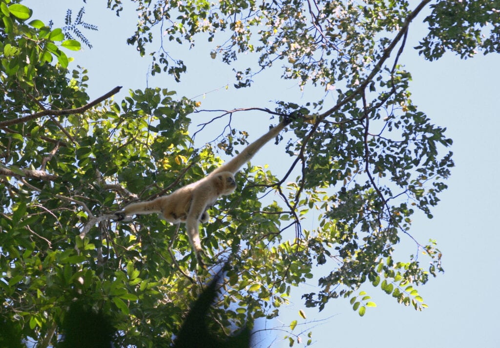 LongTerm Conservation of the Northern YellowCheeked Crested Gibbon