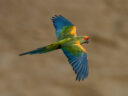 Fondation Segré Conservation Action Fund 3 2022A 17 Asociacion Civil Armonia Bolivia Red fronted Macaw Steffen Reichle
