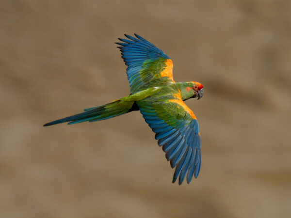 2022A 17 Asociacion Civil Armonia Bolivia Red fronted Macaw Steffen Reichle