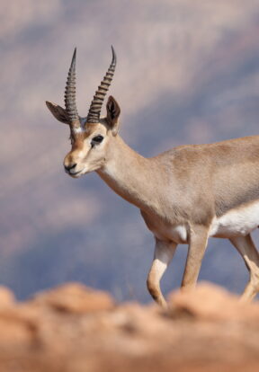 2024A 51 mountain gazelle hatay turkiye credit mustafa sozen 1