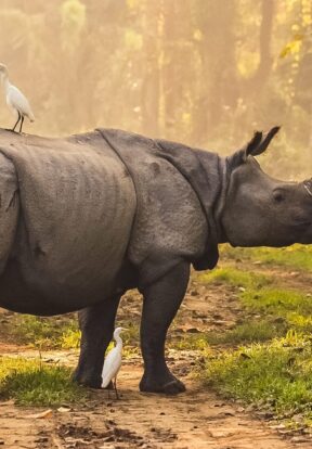 2024A 55 Aaranyak India Indianrhino Pobitora Widlife Sanctuary Assam India Ujjal Bayan