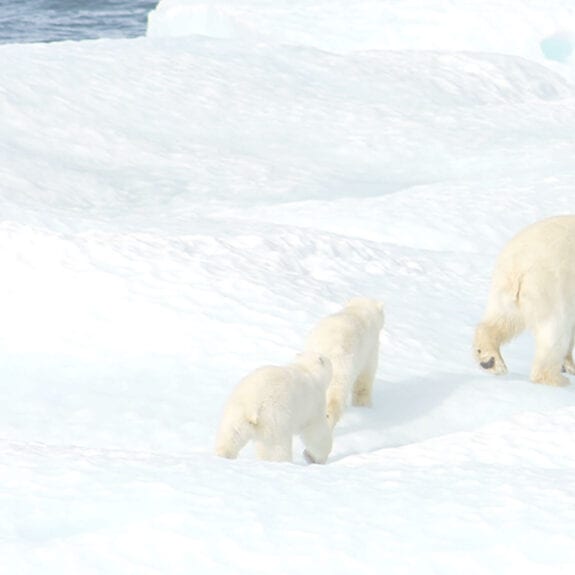 Polar bear and two cubs on ice floe