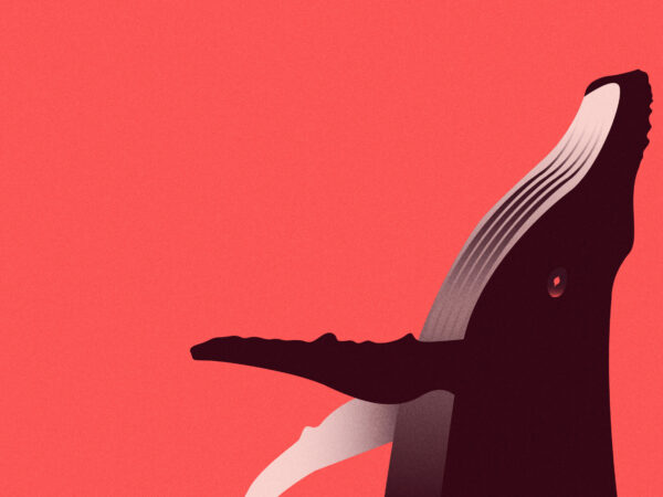 Fondation Segré Conservation Action Fund 1 Whale illustration