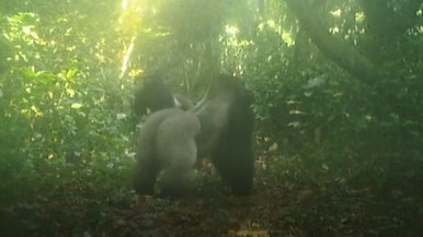 Téké and Makoua caught by a camera trap