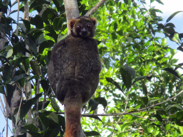 Lemur looking down from a tree in Madagascar