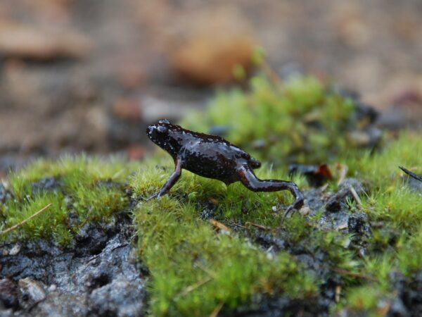 Close-up of a Rough Moss Frog in South Africa