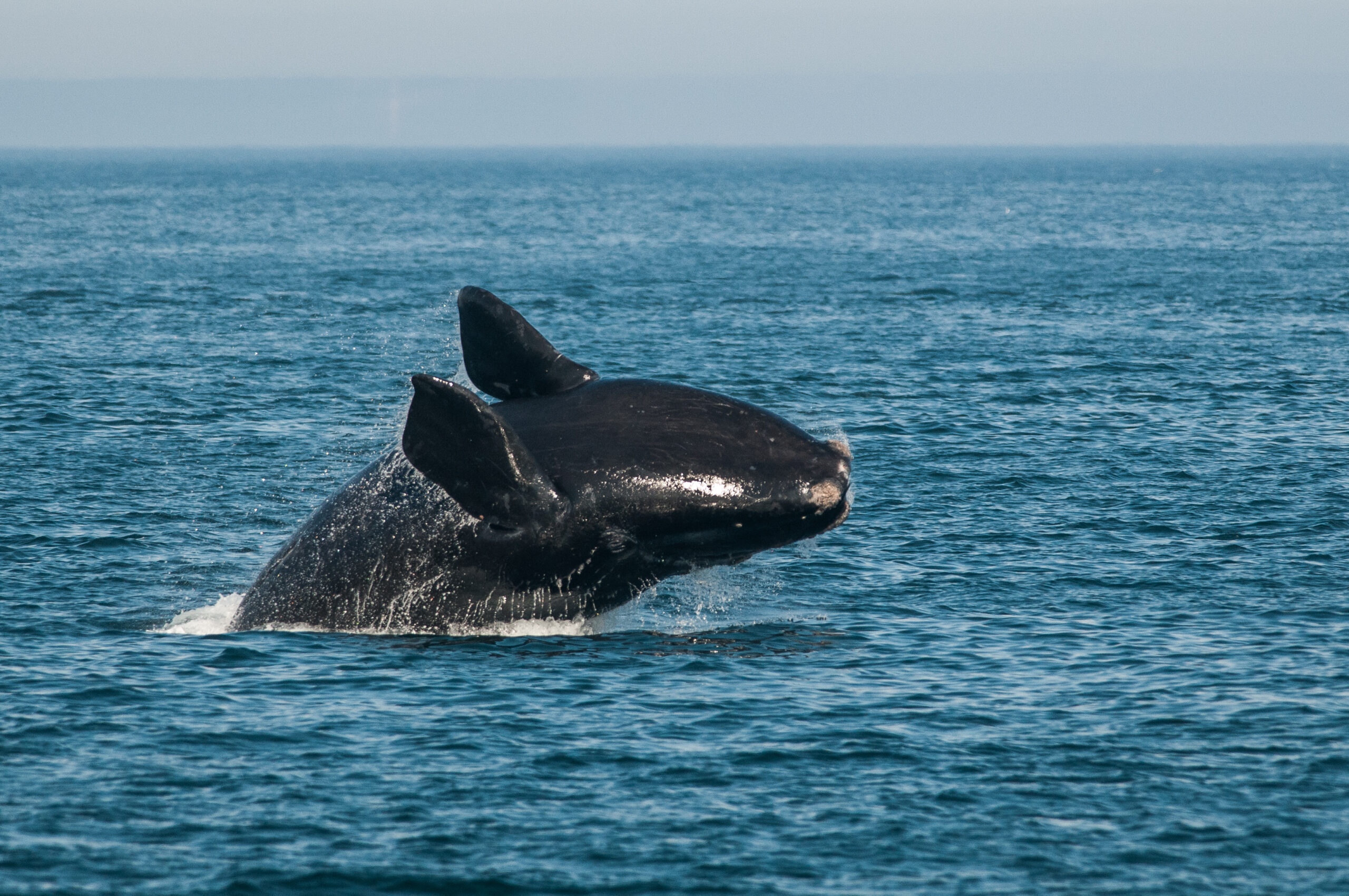 Nick-Hawkins-right-whales-IFAW