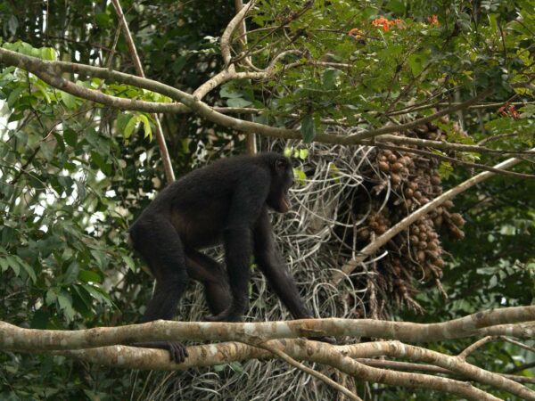 5 year old female Bonobo moving off after feeding on fruit