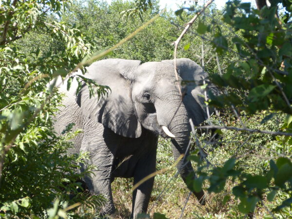 African Savanna Elephant in the wild