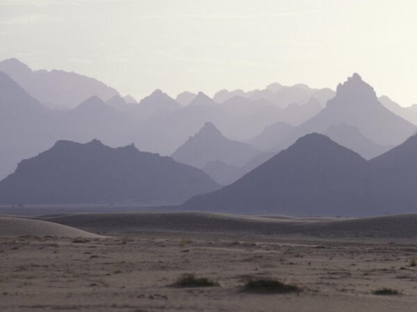 Planning to Save the Last Wild Addax