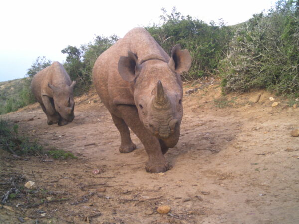 western black rhinoceros