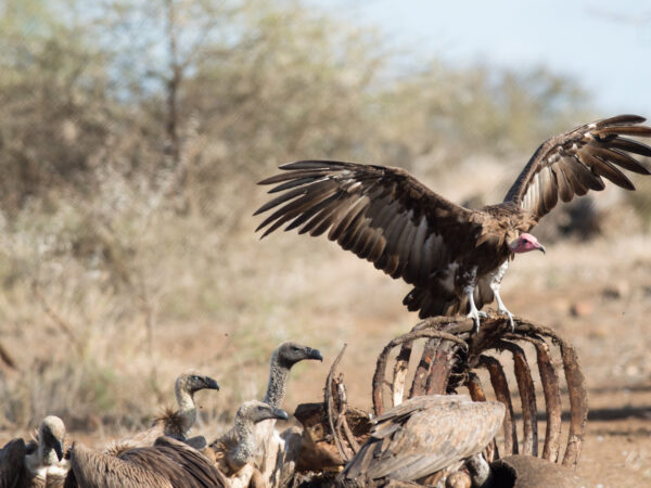 Preventing the Killing of Critically Endangered Vultures in West African  Countries - IUCN SOS