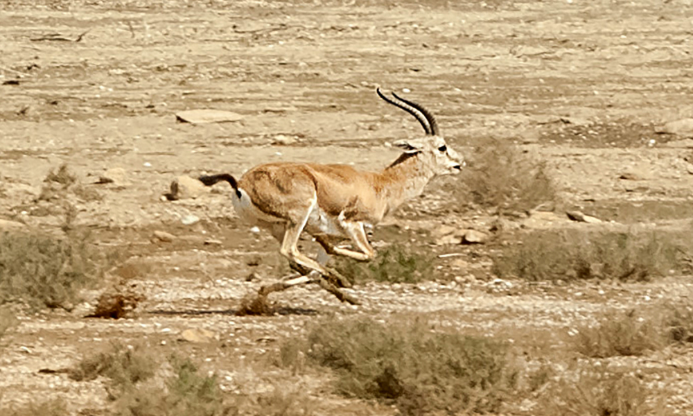 Goitered gazelle