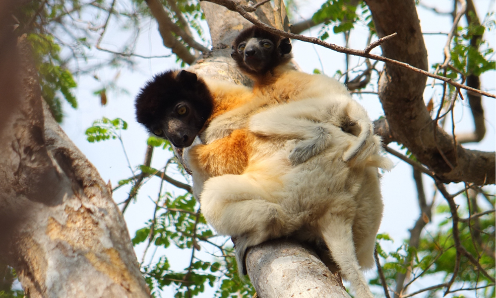 Two lemurs