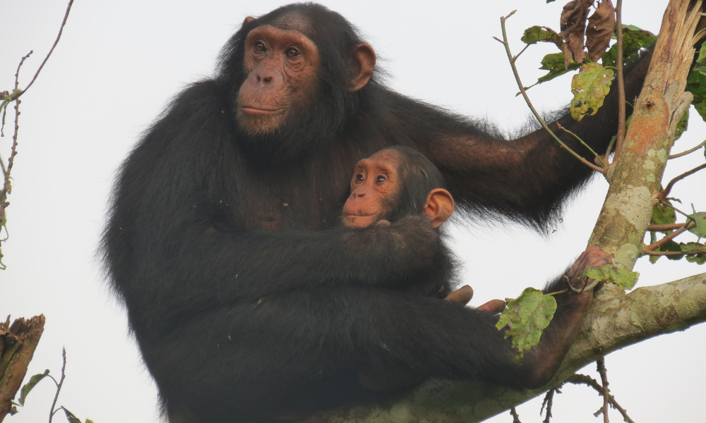 Two chimpanzees