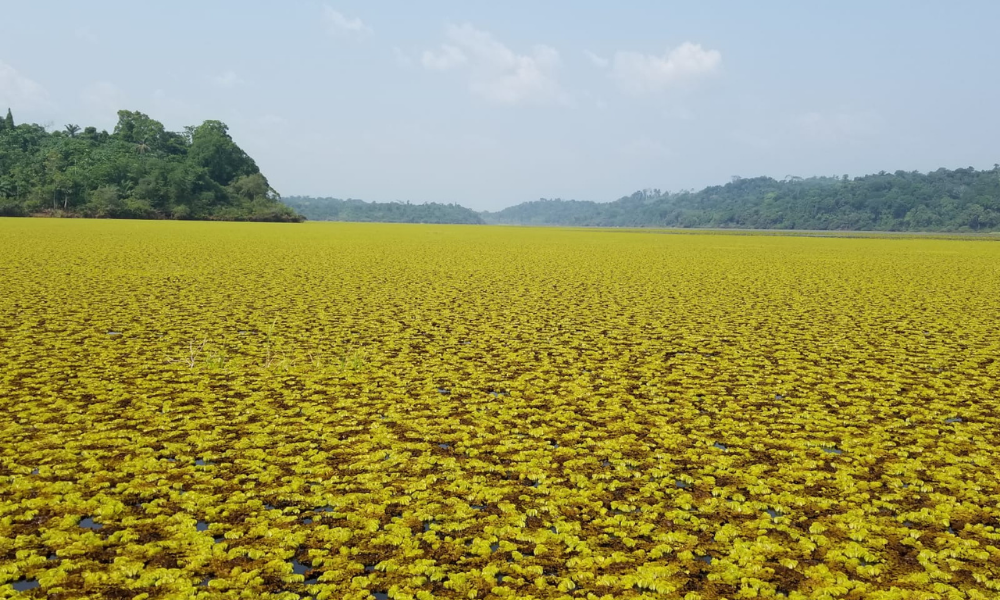 Lake Ossa in Cameroon