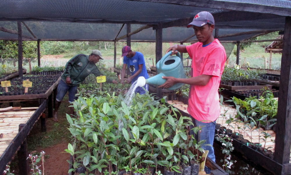 Watering plants in Madagascar