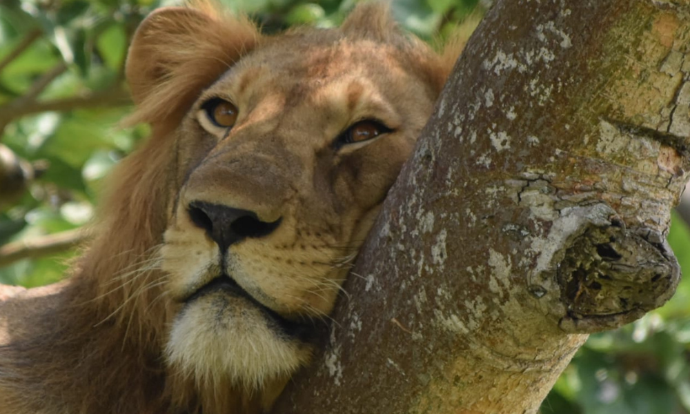 Lion resting on a tree