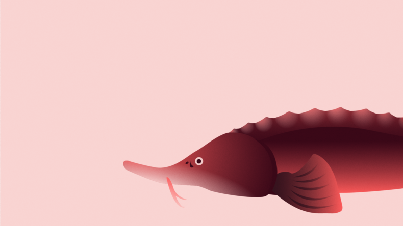 Sturgeon illustration