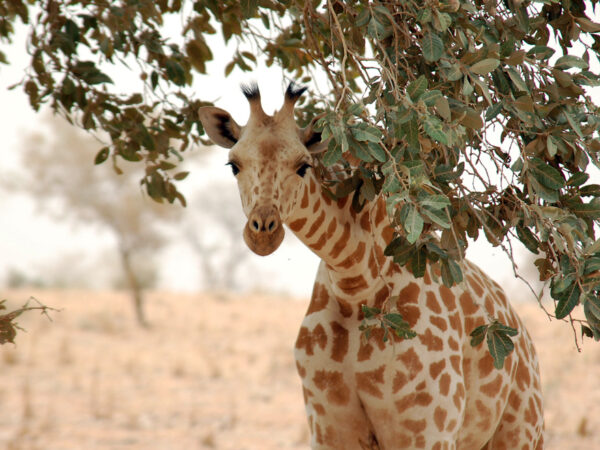 Giraffe koure niger 2006