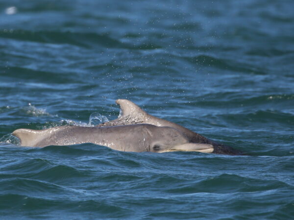 Two Indian Ocean Humpback Dolphin swimming next to each other