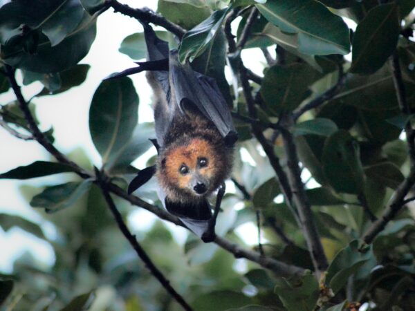 Mauritian Flying Fox perched on a tree