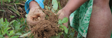 Planting seeds in Madagascar