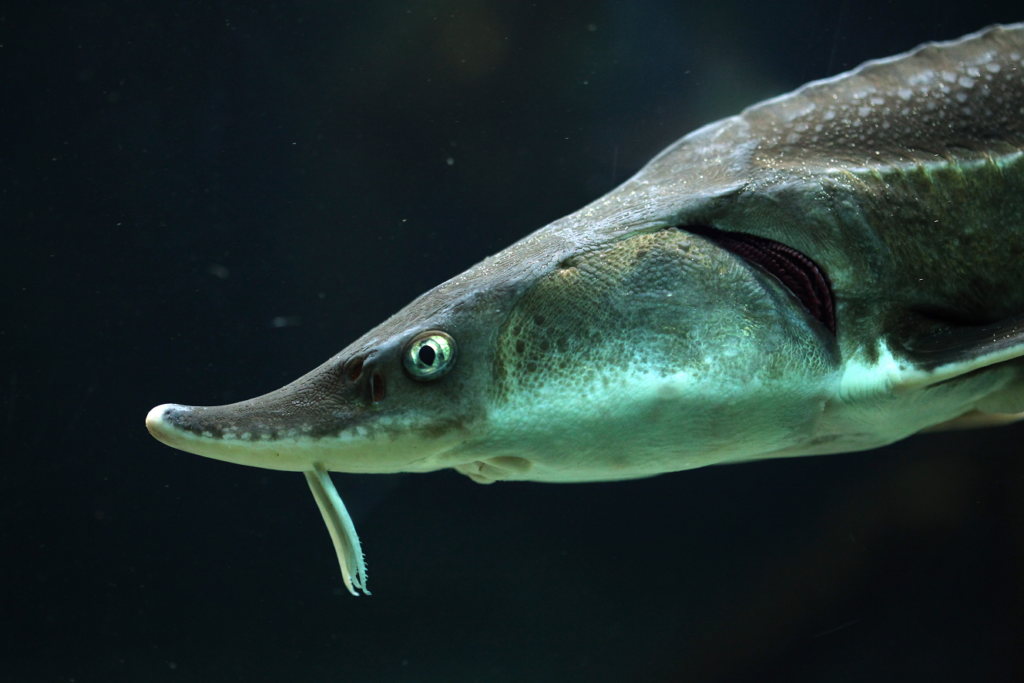 Putting species at the heart of action 7 Sturgeon