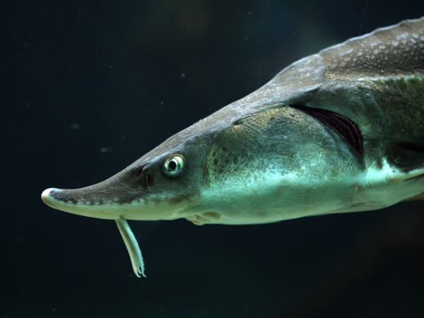 USACE fishes for data to help save Green Sturgeon